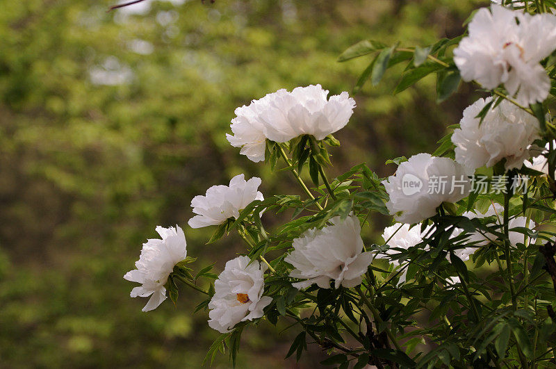 Paeonia suffruticosa